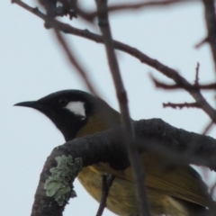 Nesoptilotis leucotis (White-eared Honeyeater) at Paddys River, ACT - 20 Jul 2015 by michaelb