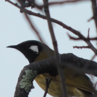 Nesoptilotis leucotis (White-eared Honeyeater) at Point Hut to Tharwa - 20 Jul 2015 by michaelb