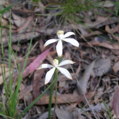 Caladenia ustulata (Brown Caps) at Canberra Central, ACT - 17 Oct 2008 by MatthewFrawley
