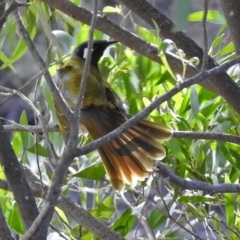 Nesoptilotis leucotis (White-eared Honeyeater) at Paddys River, ACT - 5 Jul 2018 by RodDeb