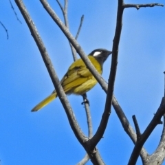 Nesoptilotis leucotis at Paddys River, ACT - 5 Jul 2018 01:10 PM