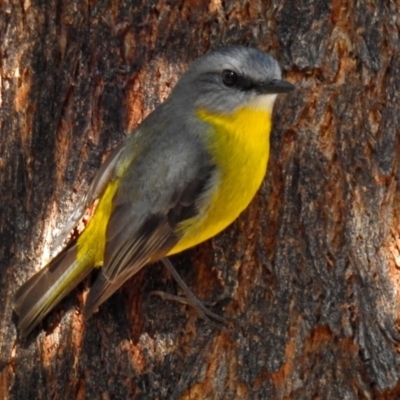 Eopsaltria australis (Eastern Yellow Robin) at Tidbinbilla Nature Reserve - 5 Jul 2018 by RodDeb