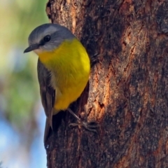 Eopsaltria australis at Paddys River, ACT - 5 Jul 2018