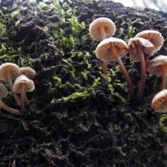 zz agaric (stem; gills white/cream) at Paddys River, ACT - 5 Jul 2018 by RodDeb