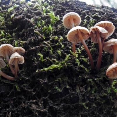 zz agaric (stem; gills white/cream) at Tidbinbilla Nature Reserve - 5 Jul 2018 by RodDeb