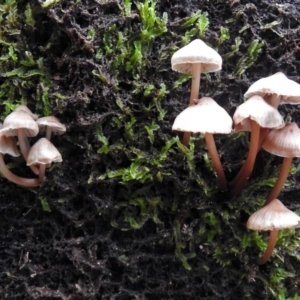 zz agaric (stem; gills white/cream) at Paddys River, ACT - 5 Jul 2018