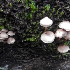 zz agaric (stem; gills white/cream) at Paddys River, ACT - 5 Jul 2018