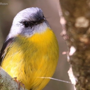 Eopsaltria australis at Lake Conjola, NSW - 13 May 2015