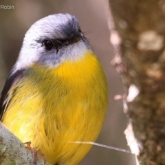 Eopsaltria australis (Eastern Yellow Robin) at Conjola Bushcare - 12 May 2015 by Charles Dove