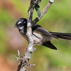 Rhipidura albiscapa (Grey Fantail) at Conjola Bushcare - 12 May 2015 by Charles Dove