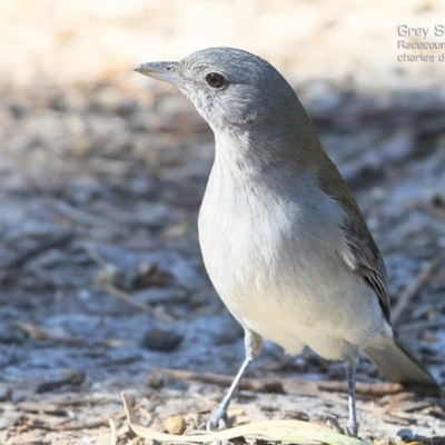 Colluricincla harmonica (Grey Shrikethrush) at Ulladulla, NSW - 13 May 2015 by Charles Dove