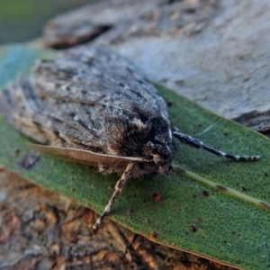 Chlenias banksiaria group at Macarthur, ACT - 5 Jul 2018 11:18 AM