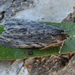 Chlenias banksiaria group at Macarthur, ACT - 5 Jul 2018 11:18 AM