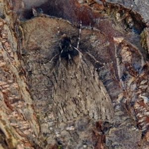 Chlenias banksiaria group at Macarthur, ACT - 5 Jul 2018