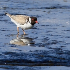 Charadrius rubricollis (Hooded Plover) at South Pacific Heathland Reserve - 13 May 2015 by Charles Dove