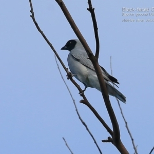 Coracina novaehollandiae at Ulladulla, NSW - 15 May 2015 12:00 AM