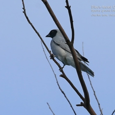 Coracina novaehollandiae (Black-faced Cuckooshrike) at Ulladulla, NSW - 14 May 2015 by Charles Dove