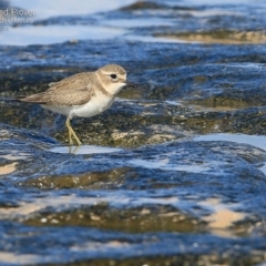 Anarhynchus bicinctus (Double-banded Plover) at South Pacific Heathland Reserve - 14 May 2015 by Charles Dove