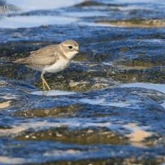 Anarhynchus bicinctus (Double-banded Plover) at South Pacific Heathland Reserve - 15 May 2015 by CharlesDove