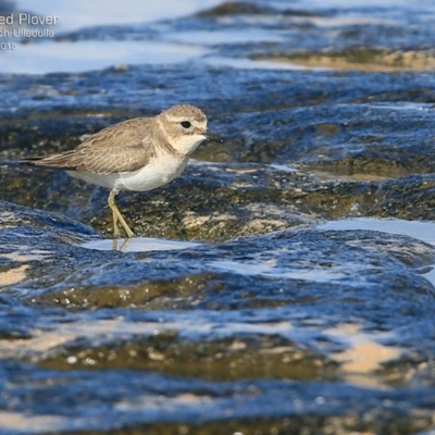 Anarhynchus bicinctus (Double-banded Plover) at South Pacific Heathland Reserve - 14 May 2015 by Charles Dove