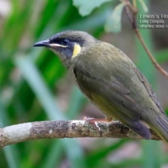 Meliphaga lewinii (Lewin's Honeyeater) at Conjola Bushcare - 12 May 2015 by Charles Dove