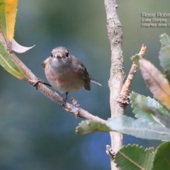 Petroica rosea (Rose Robin) at Lake Conjola, NSW - 12 May 2015 by Charles Dove