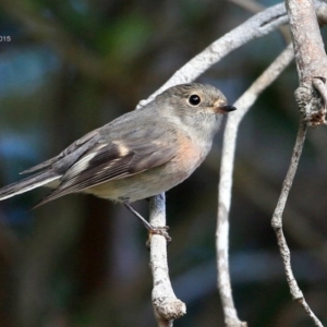 Petroica rosea at Lake Conjola, NSW - 13 May 2015 12:00 AM