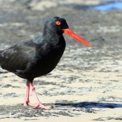 Haematopus fuliginosus (Sooty Oystercatcher) at South Pacific Heathland Reserve - 14 May 2015 by Charles Dove