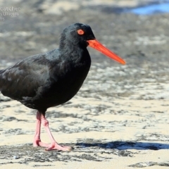 Haematopus fuliginosus (Sooty Oystercatcher) at South Pacific Heathland Reserve - 13 May 2015 by Charles Dove