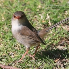 Malurus cyaneus (Superb Fairywren) at Lake Conjola, NSW - 13 May 2015 by CharlesDove