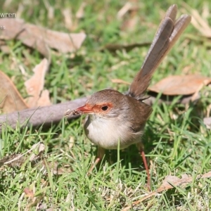 Malurus cyaneus at Lake Conjola, NSW - 13 May 2015