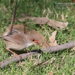 Malurus cyaneus at Lake Conjola, NSW - 13 May 2015