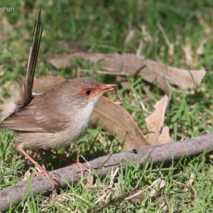 Malurus cyaneus at Lake Conjola, NSW - 13 May 2015