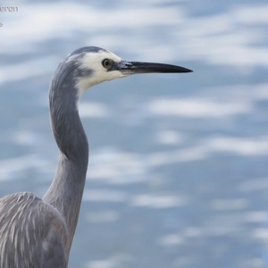 Egretta novaehollandiae at Lake Conjola, NSW - 13 May 2015