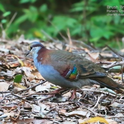 Phaps elegans (Brush Bronzewing) at McDonald State Forest - 6 May 2015 by CharlesDove