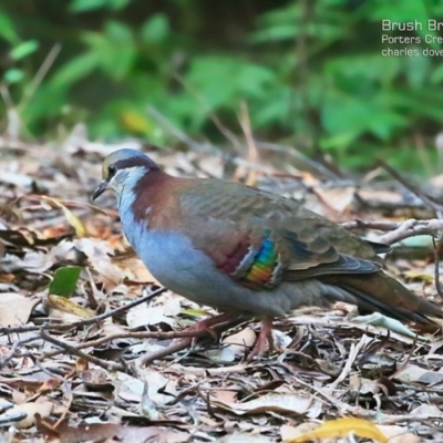 Phaps elegans (Brush Bronzewing) at McDonald State Forest - 5 May 2015 by Charles Dove