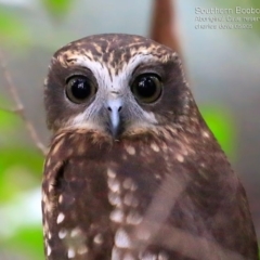 Ninox boobook (Southern Boobook) at Burrill Lake, NSW - 9 May 2015 by Charles Dove