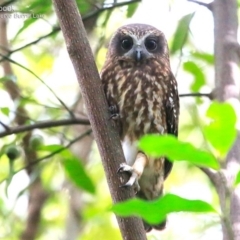 Ninox boobook at Burrill Lake, NSW - 10 May 2015