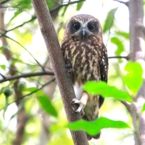 Ninox boobook at Burrill Lake, NSW - 10 May 2015