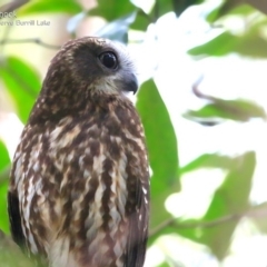 Ninox boobook at Burrill Lake, NSW - 10 May 2015