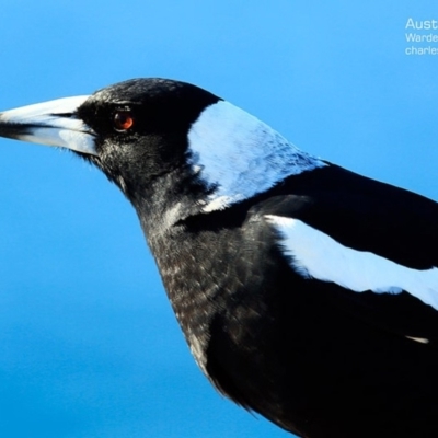 Gymnorhina tibicen (Australian Magpie) at Coomee Nulunga Cultural Walking Track - 6 May 2015 by Charles Dove