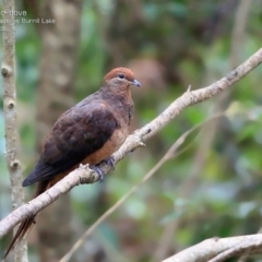 Macropygia phasianella (Brown Cuckoo-dove) at Burrill Lake, NSW - 10 May 2015 by CharlesDove