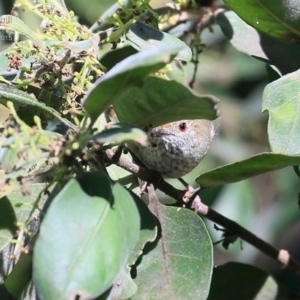 Acanthiza pusilla at Burrill Lake, NSW - 6 May 2015