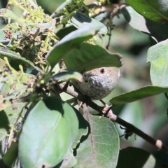 Acanthiza pusilla (Brown Thornbill) at Burrill Lake, NSW - 5 May 2015 by Charles Dove