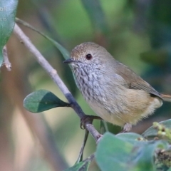 Acanthiza pusilla at Burrill Lake, NSW - 6 May 2015