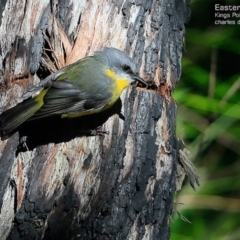 Eopsaltria australis (Eastern Yellow Robin) at Kings Point, NSW - 7 May 2015 by CharlesDove