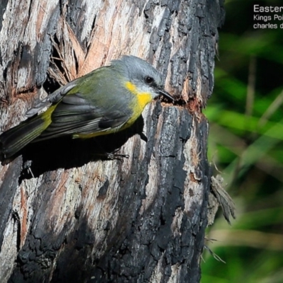 Eopsaltria australis (Eastern Yellow Robin) at Kings Point, NSW - 6 May 2015 by Charles Dove