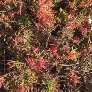Suaeda australis at Meroo National Park - 5 Jul 2018 01:44 PM