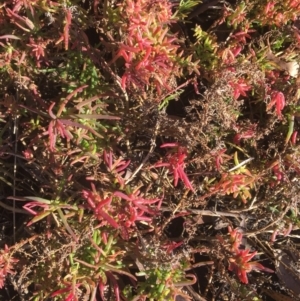 Suaeda australis at Meroo National Park - 5 Jul 2018