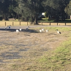 Threskiornis molucca (Australian White Ibis) at Undefined - 5 Jul 2018 by Marg